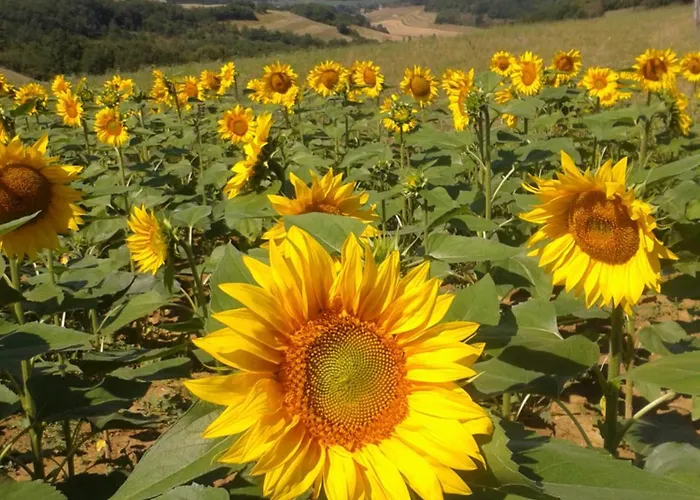 Hébergement de vacances Maison Breton Biran